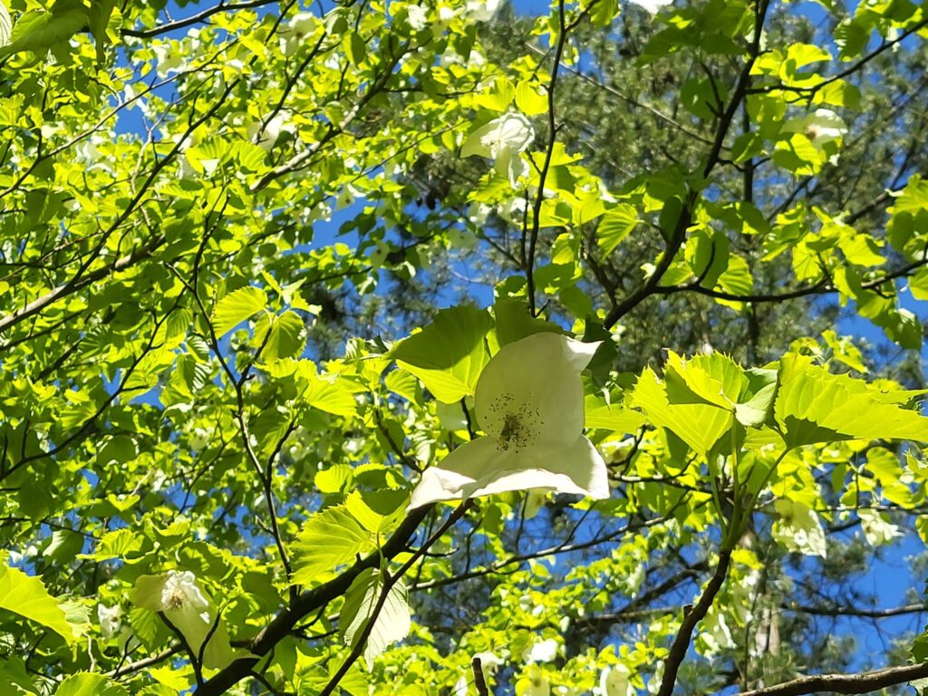 impreza plenerowa Klubu Seniora "Dąb" w Ogrodzie Dendrologicznym w Glinnej