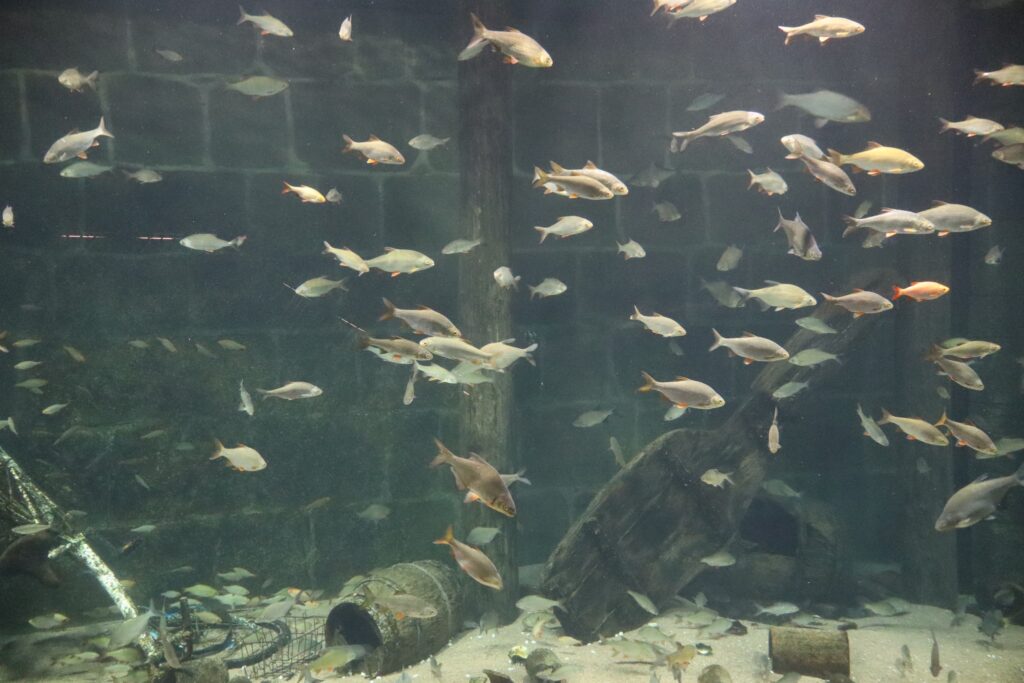 zdjęcie przedstawia ryby w oceanarium