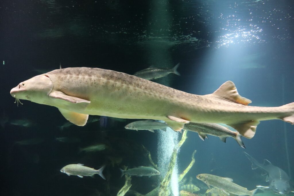 zdjęcie przedstawia ryby w oceanarium