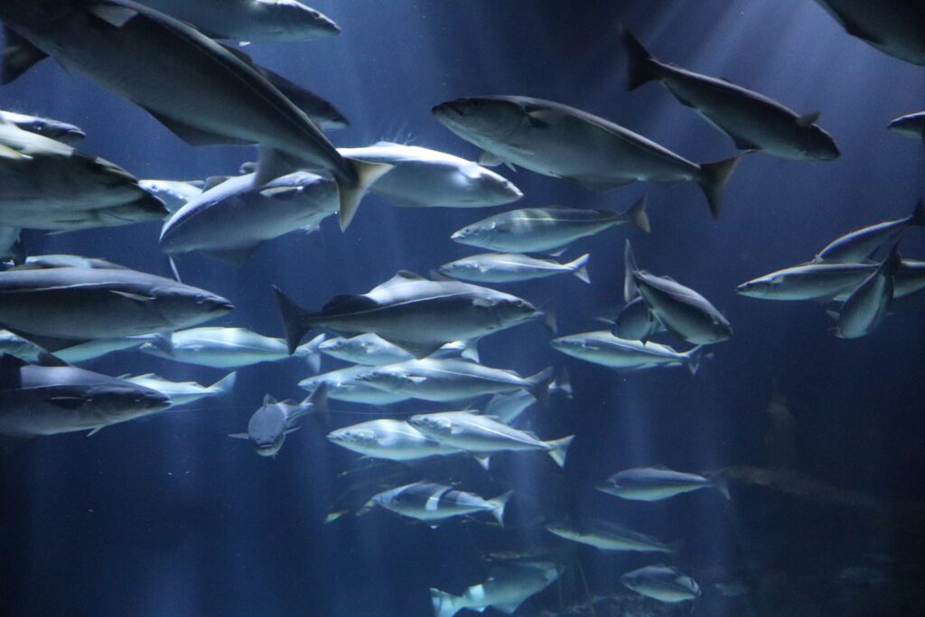 zdjęcie przedstawia ryby w oceanarium
